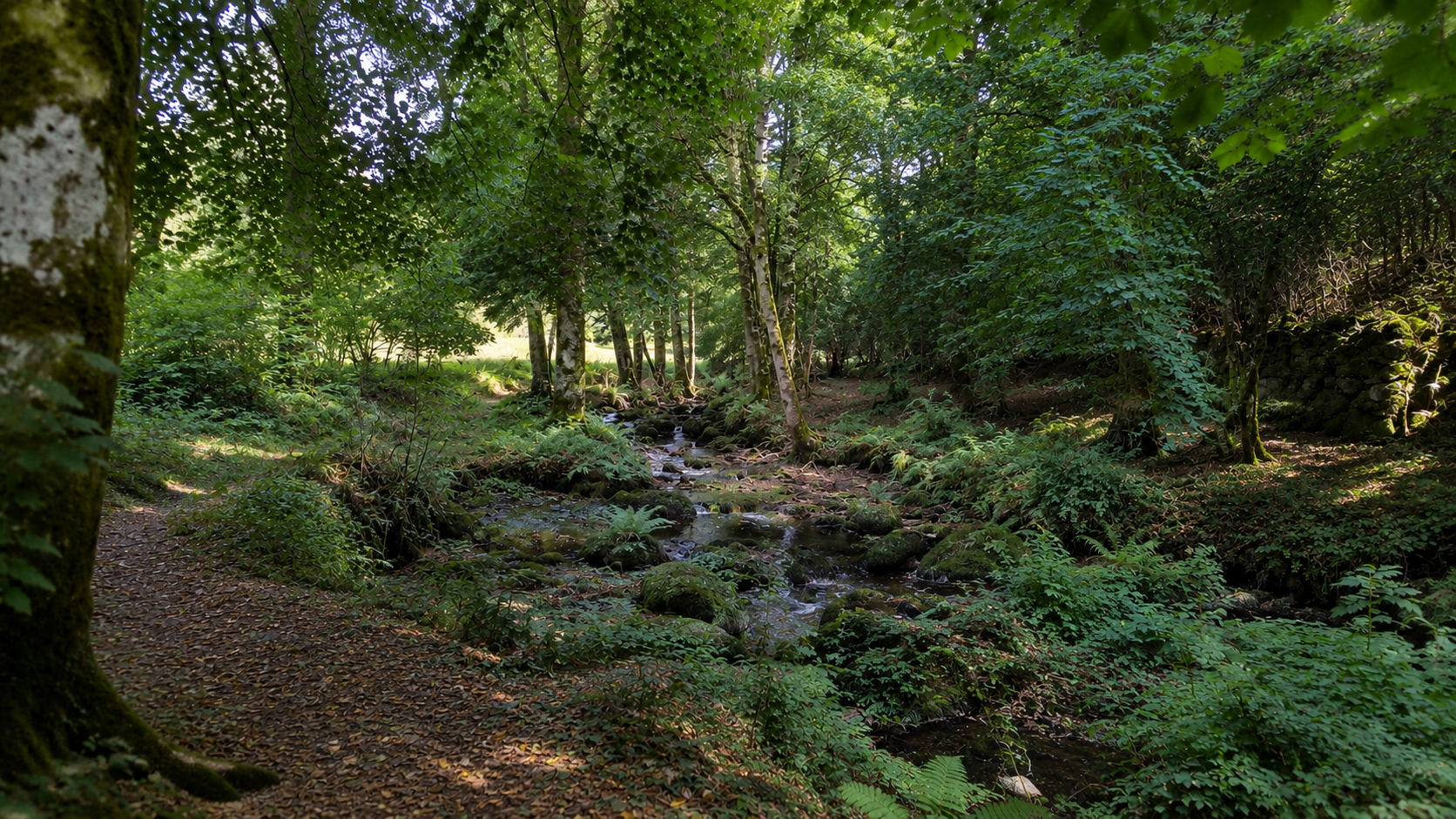 Woodland in the Teign valley